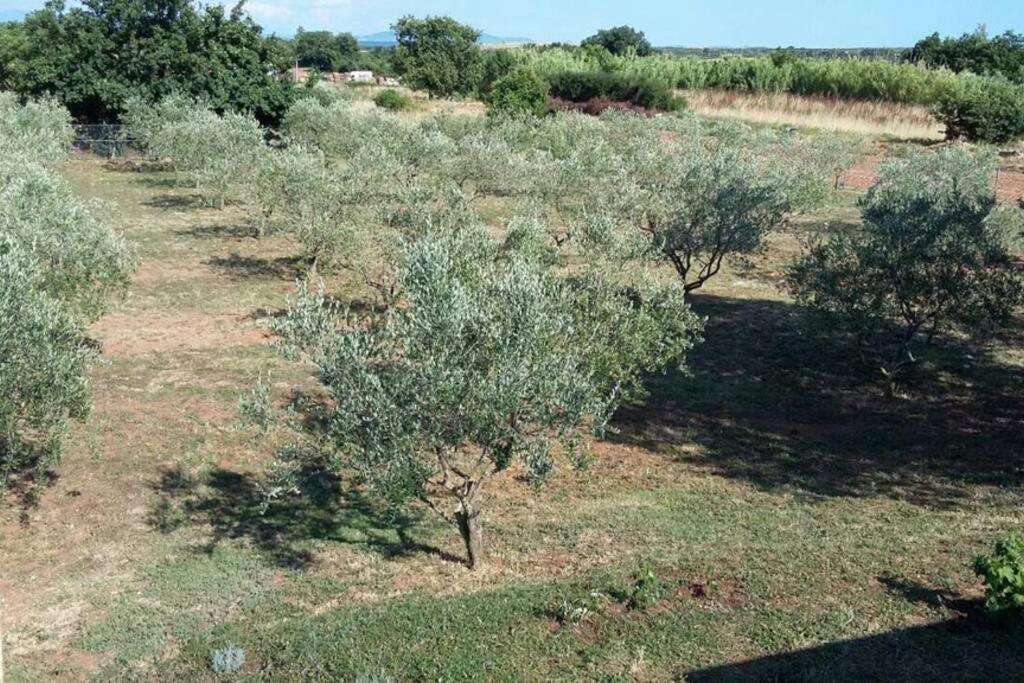 Zelena Kuca- Green House Ližnjan Εξωτερικό φωτογραφία