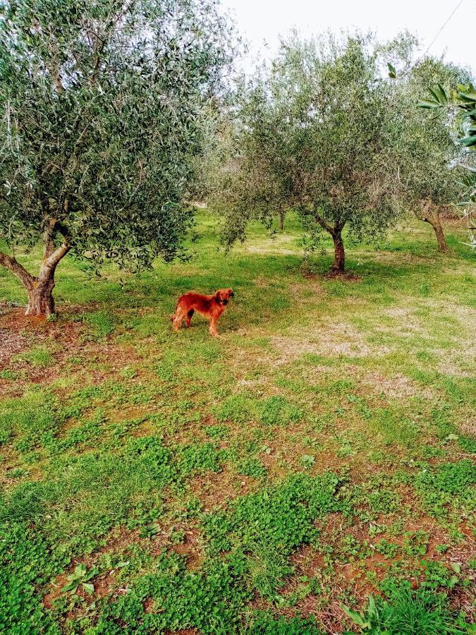 Zelena Kuca- Green House Ližnjan Εξωτερικό φωτογραφία
