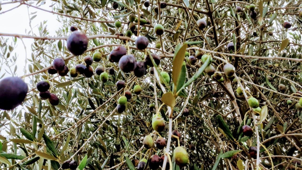 Zelena Kuca- Green House Ližnjan Εξωτερικό φωτογραφία